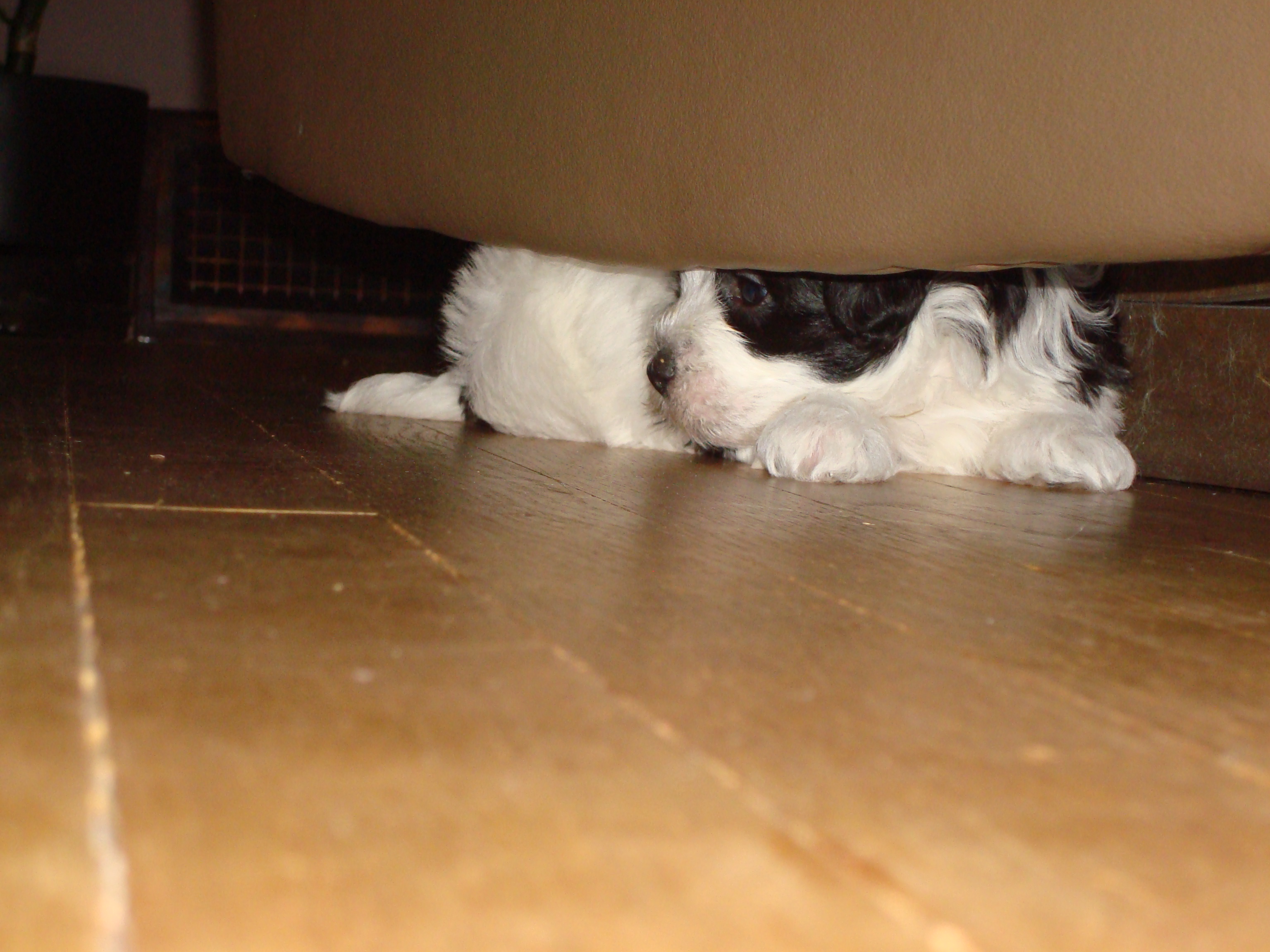 lucky_under_chair.jpg